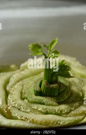 Un'immagine verticale di una nuova germogliata verde verde verde che si protacca dal centro dei gambi tagliati alla base di una pianta di sedano. Questo è un modo per far crescere un nuovo ce Foto Stock