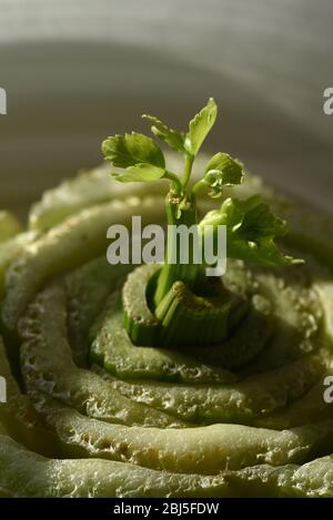 Un'immagine verticale di una nuova germogliata verde verde verde che si protacca dal centro dei gambi tagliati alla base di una pianta di sedano. Questo è un modo per far crescere un nuovo ce Foto Stock