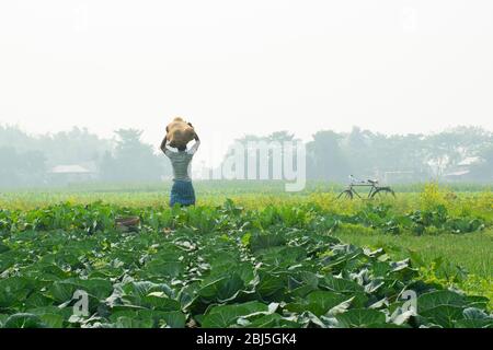 Contadino che porta sacchetto di verdura sulla sua testa, lavoro agricolo, India Foto Stock