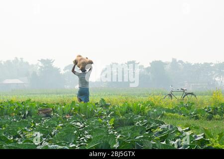 Contadino che porta sacchetto di verdura sulla sua testa, lavoro agricolo, India Foto Stock