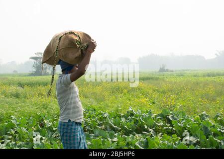 Contadino che porta sacchetto di verdura sulla sua testa, lavoro agricolo, India Foto Stock