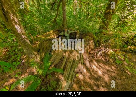 Il gigante Western Red Cedar si è arato lungo il percorso Hamma Hamma Living Legacy Trail dedicato ai risultati dei CCC Boys durante la Grande depressione, Foto Stock