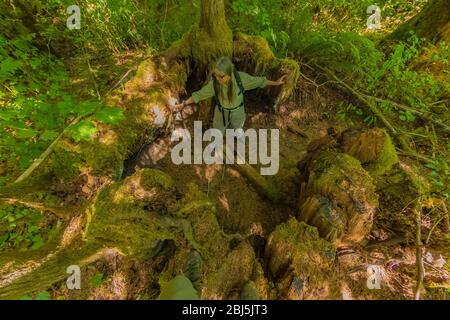 Il gigante Western Red Cedar si è arato lungo il percorso Hamma Hamma Living Legacy Trail dedicato ai risultati dei CCC Boys durante la Grande depressione, Foto Stock