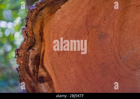 Sezione trasversale dell'albero di hemlock caduto lungo il percorso di Hamma Hamma Living Legacy dedicato ai risultati dei CCC Boys durante la Grande Depressio Foto Stock