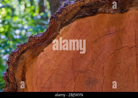 Sezione trasversale dell'albero di hemlock caduto lungo il percorso di Hamma Hamma Living Legacy dedicato ai risultati dei CCC Boys durante la Grande Depressio Foto Stock