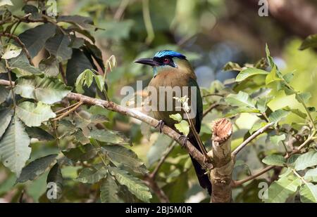 Primo piano di Motmot (Motmotus lessonii) di Lesson, che si aggirava su un ramo frondoso di Panama.noto anche come Motmot a diadema blu. Foto Stock