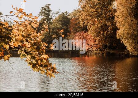 Lodz, Polonia: Alberi gialli autunnali presso il lago nel parco durante il tramonto Foto Stock