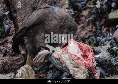 Caracara striata (Phalcoboenus australis ) che si alimenta con uno Shag di roccia morto o con un Cormorano Magellanico (Phalacrocorax magellanicus), Foto Stock