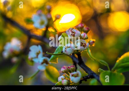 fiori fioriti di un albero di pera fiorente primo piano sullo sfondo del disco del sole del tramonto, bassa profondità di campo Foto Stock