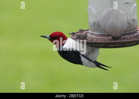 Primo piano di un Woodpecker a testa rossa, Melanerpes eritrocephalus, aggrappato ad un alimentatore di uccelli con un fondo solido in Wisconsin, USA Foto Stock