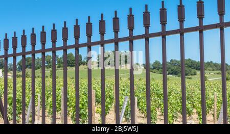 Vitigni destinati a produrre vini che proteggono grandi vini dietro barriere metalliche nella zona di Saint Emilion, Francia Foto Stock