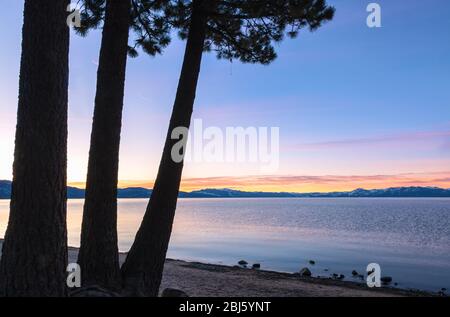 Vista panoramica del lago Tahoe all'alba con la silhouette di pini in primo piano, California, Stati Uniti. Foto Stock