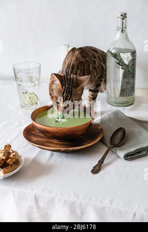 Zuppa con piselli verdi e cracker in un piatto di legno su un tavolo bianco su cui si trova una zuppa di sniffing di gatto bengala Foto Stock