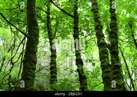 Irish Forest nel Ring of Kerry Foto Stock