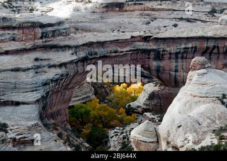 Sipapu Bridge sul White Canyon in autunno, Natural Bridges National Monument, Utah Foto Stock