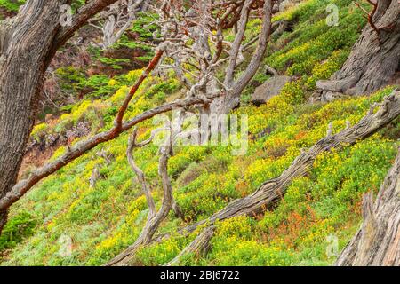 Girasoli di mare folti Eriophyllum staechadifolium fioriscono sul pendio della collina lungo la costa della California alla riserva naturale di Stato di Point Lobos, Stati Uniti. Foto Stock