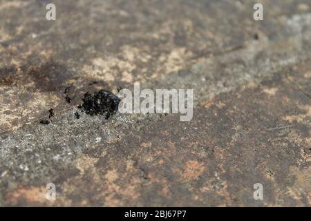 le formiche si riscaldano intorno a un verme morto Foto Stock