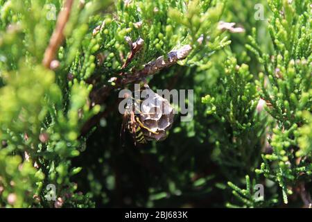 Carta wasp costruire un piccolo nido Foto Stock