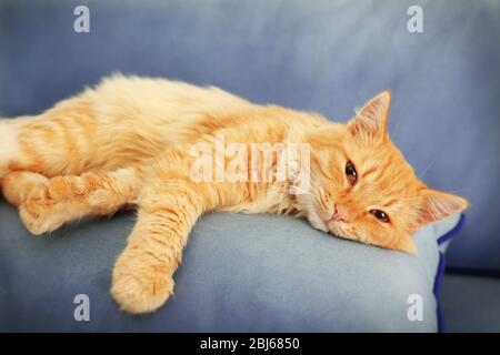 Gatto rosso carino che si posa sul cuscino grigio del divano, primo piano Foto Stock