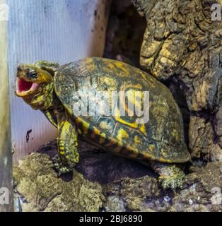 Closeup divertente di una tartaruga di legno dipinta che apre la sua bocca, specie di rettile tropicale dal Costa Rica Foto Stock