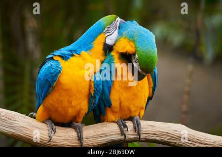 Due macaw blu e giallo seduti su un ramo e preening (Ara ararauna) Foto Stock