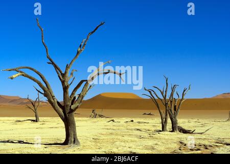 Morto alberi camelthorn (Acacia erioloba) in Deadvlei, Namib Desert, Namib-Naukluft National Park, Namibia Foto Stock