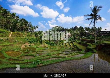 Campi di riso vicino a Tegallalang, Ubud, Bali, Indonesia Foto Stock