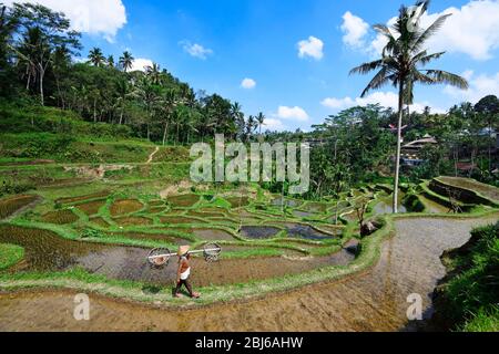 Coltivatore di riso nelle risaie di Tegallalang, Ubud, Bali, Indonesia Foto Stock