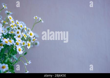 Mazzo di camomilla fresco davanti sulla parete di lavanda al chiuso Foto Stock