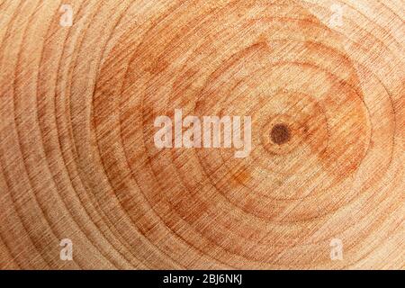 Legno a fette tonde, macro Foto Stock