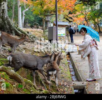 I cervi interagiscono con le persone al Nara Deer Park, nara, Giappone Foto Stock