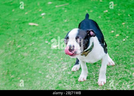 Un cucciolo di terriere bianco e nero gioca nell'erba al Langan Park di Mobile, Alabama. Foto Stock