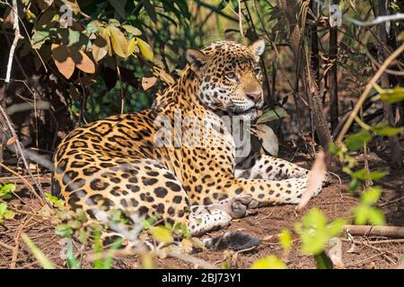 Jaguar riposa in un giorno caldo nel Pantanal in Brasile Foto Stock