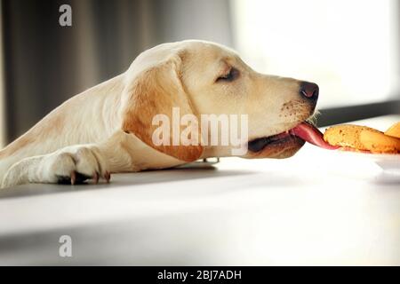 Cane Labrador carino mangiare gustosi biscotti sul tavolo da cucina, primo piano Foto Stock