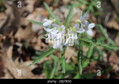 Cutleaf tootwart Bloms completamente aperto a Linne Woods a Morton Grove, Illinois Foto Stock