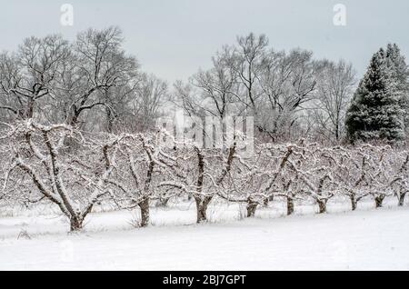 Una fila di alberi da frutta in erba è coperta da una neve primaverile nel Michigan USA Foto Stock