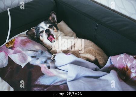 Un piccolo e divertente cane Chihuahua giace e sbadiglia sul cuscino del divano. Soggiorno a casa coronavirus covid-19 concetto di quarantena Foto Stock