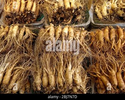 Korean Ginseng Root, fresco greggio naturale radici intere ginseng in un mercato di strada contadini a Seoul, Corea del Sud Foto Stock