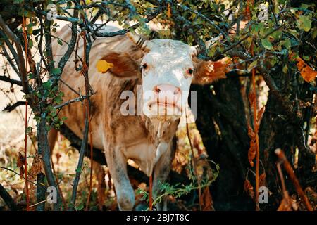 Mucca con le etichette dell'orecchio bloccate negli alberi. Foto Stock