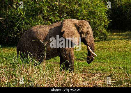 Un elefante toro urla casualmente si ferma sul bordo del canale di Kazinga, nelle immediate vicinanze di una nave da crociera piena di turisti Foto Stock