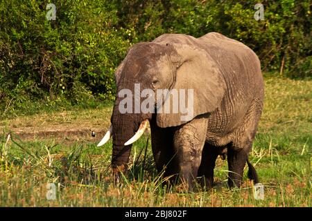 Un elefante toro mangia casualmente canne sul bordo del canale di Kazinga, nelle immediate vicinanze di una nave da crociera piena di turisti Foto Stock