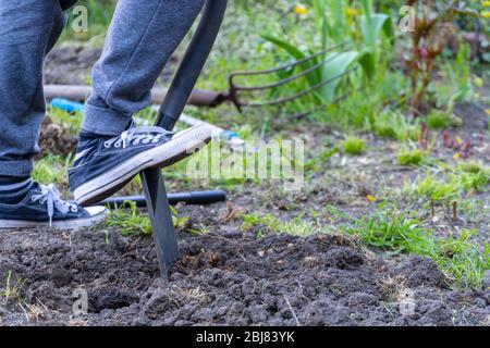 Primo piano su attrezzo di coltivazione e giardiniere scavando sul terreno Foto Stock