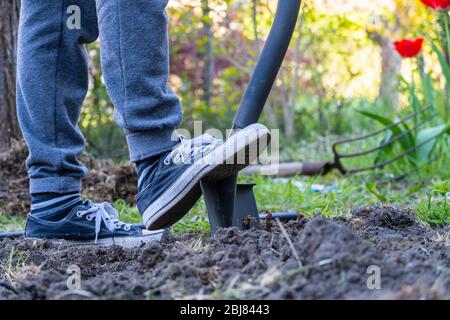 Primo piano sulle sneakers donne giardiniere scavare sul giardino, mattina di sole Foto Stock