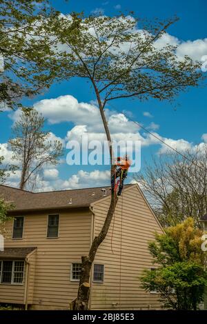 Taglierina per legno che arrampica un albero prima di tagliarlo giù Foto Stock