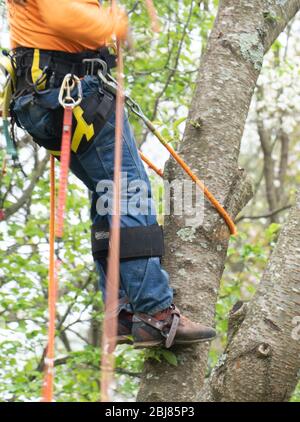 Uomo in jeans e un imbrago che arrampica un albero per tagliarlo giù Foto Stock
