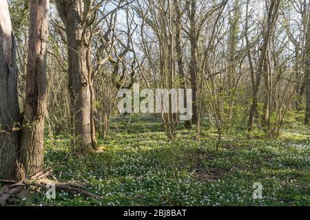 Terreno coperto con anemoni in legno in una foresta da stagione di foglie Foto Stock