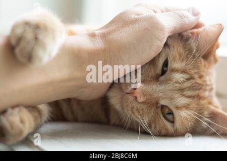 mans palma tiene gatto rosso su windowsill, orizzontale Foto Stock