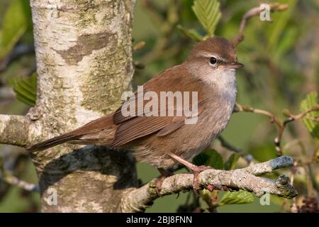 Cetti il trillo (Cettia cetti) Foto Stock