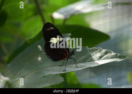 primo piano farfalla hiconius sara poggiante su profilo a foglia con ali chiuse Foto Stock