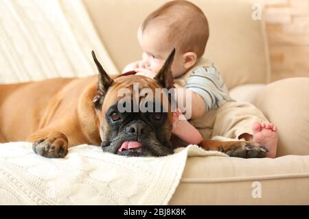 Bambino ragazzo piccolo con cane boxer su un divano a casa Foto Stock